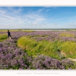Lilas_de_mer_Cap_Hornu_25_07_2016_072-border