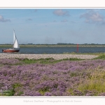 Lilas_de_mer_Cap_Hornu_25_07_2016_073-border