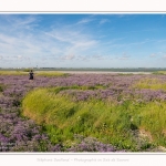 Lilas_de_mer_Cap_Hornu_25_07_2016_074-border