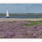 Lilas_de_mer_Cap_Hornu_25_07_2016_077-border