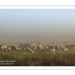 Les agneaux et moutons de pré-salé dans les mollières de la baie de Somme.