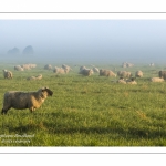 Les agneaux et moutons de pré-salé dans les mollières de la baie de Somme.