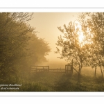 Brume dans les renclôtures (polders) entre Saint-Valery-sur-Somme et Noyelles-sur-mer.