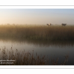 Brume dans les renclôtures (polders) entre Saint-Valery-sur-Somme et Noyelles-sur-mer.