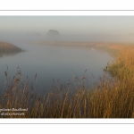 Brume dans les renclôtures (polders) entre Saint-Valery-sur-Somme et Noyelles-sur-mer.