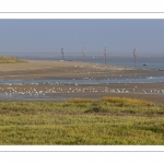 Les mollières du Cap Hornu en Baie de Somme