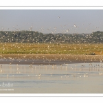 Vol de mouettes sur le chenal de la Somme