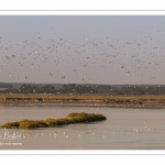 Vol de mouettes sur le chenal de la Somme