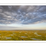 Les mollières de la baie de Somme en fond de baie