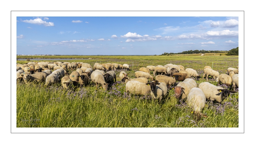 Moutons de prés salés dans les mollières du cap Hornu