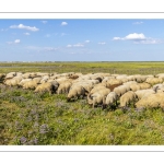 Moutons de prés salés dans les mollières du cap Hornu