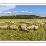 Moutons de prés salés dans les mollières du cap Hornu