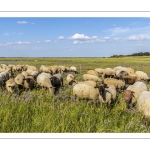 Moutons de prés salés dans les mollières du cap Hornu