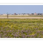 Lilas de mer au Cap hornu et vue sur le Crotoy