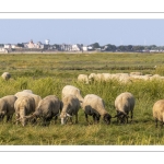 Moutons de prés salés en baie de Somme