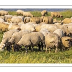 Moutons de prés salés en baie de Somme