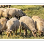 Moutons de prés salés en baie de Somme