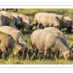 Moutons de prés salés en baie de Somme