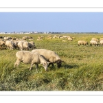 Moutons de prés salés en baie de Somme