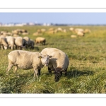 Moutons de prés salés en baie de Somme