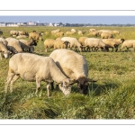 Moutons de prés salés en baie de Somme