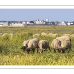 Moutons de prés salés en baie de Somme
