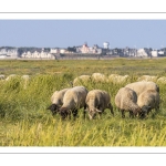 Moutons de prés salés en baie de Somme