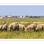 Moutons de prés salés en baie de Somme