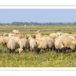 Moutons de prés salés en baie de Somme