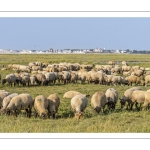 Moutons de prés salés en baie de Somme