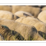 Moutons de prés salés en baie de Somme