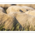 Moutons de prés salés en baie de Somme