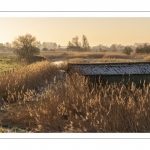 Les renclôtures de la baie de Somme couvertes de givre au petit matin (vue aérienne)