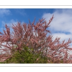 Tamaris d'été (Tamarix ramosissima) en fleurs