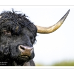 Taureau Highland Cattle