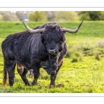 Taureau Highland Cattle