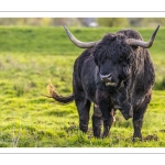 Taureau Highland Cattle