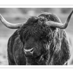 Taureau Highland Cattle