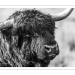 Taureau Highland Cattle