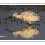 Spatule blanche (Platalea leucorodia - Eurasian Spoonbill)