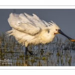 Spatule blanche (Platalea leucorodia - Eurasian Spoonbill)