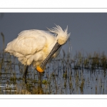 Spatule blanche (Platalea leucorodia - Eurasian Spoonbill)