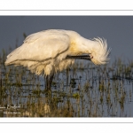 Spatule blanche (Platalea leucorodia - Eurasian Spoonbill)