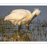 Spatule blanche (Platalea leucorodia - Eurasian Spoonbill)