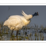 Spatule blanche (Platalea leucorodia - Eurasian Spoonbill)