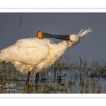 Spatule blanche (Platalea leucorodia - Eurasian Spoonbill)