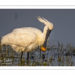 Spatule blanche (Platalea leucorodia - Eurasian Spoonbill)