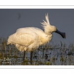 Spatule blanche (Platalea leucorodia - Eurasian Spoonbill)