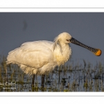 Spatule blanche (Platalea leucorodia - Eurasian Spoonbill)