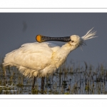 Spatule blanche (Platalea leucorodia - Eurasian Spoonbill)